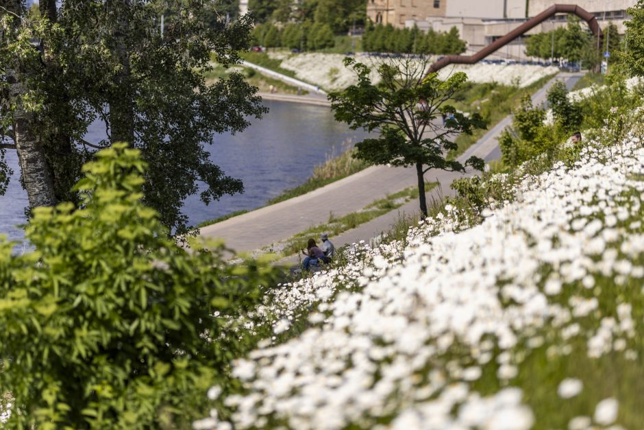 Neries pakrantėje pražydo baltos gėlės