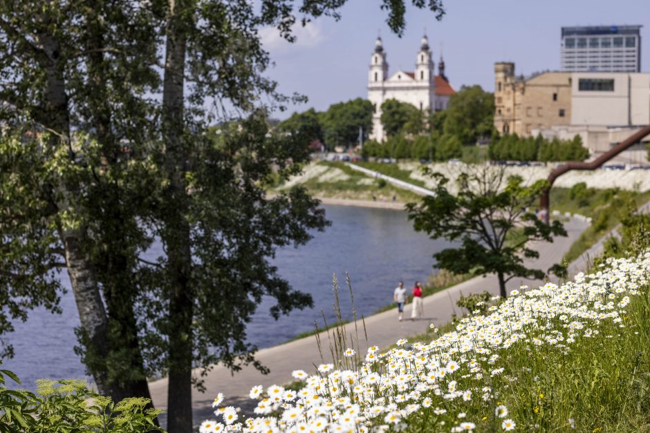 Neries pakrantėje pražydo baltos gėlės