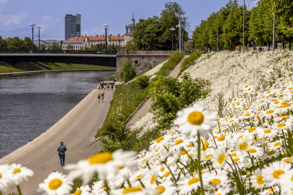 Neries pakrantėje pražydo baltos gėlės