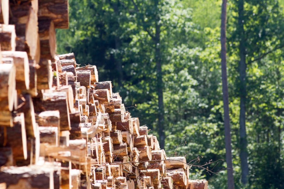 Rokiškio rajone pavogti eglių rastai už 3,3 tūkst. eurų