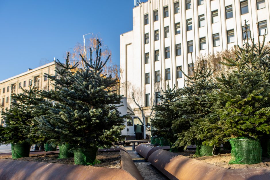 Kauno savivaldybės prieigose kuriamas kalėdinių eglučių parkas