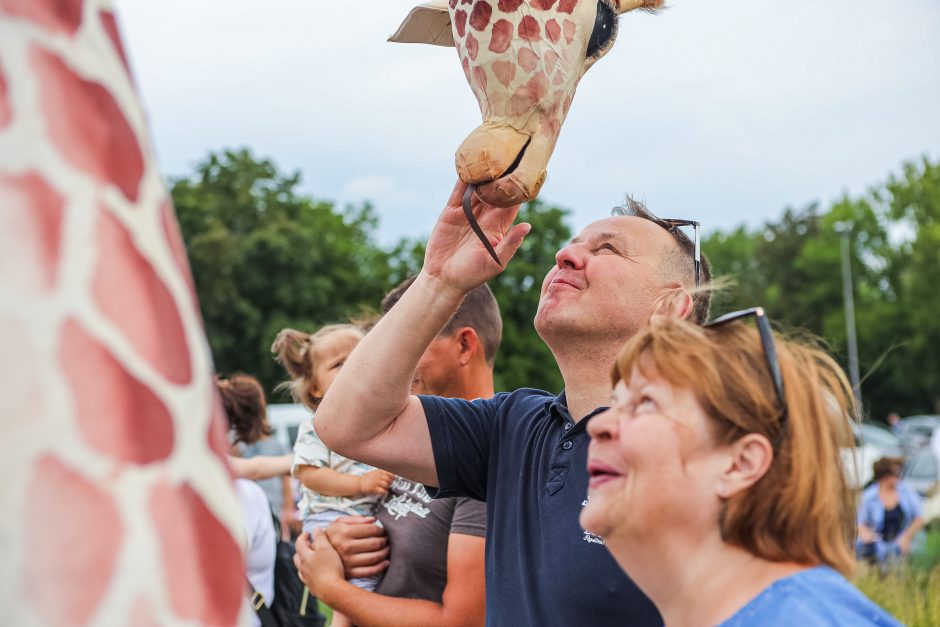 Žirafos atsibeldė iki Kauno pilies