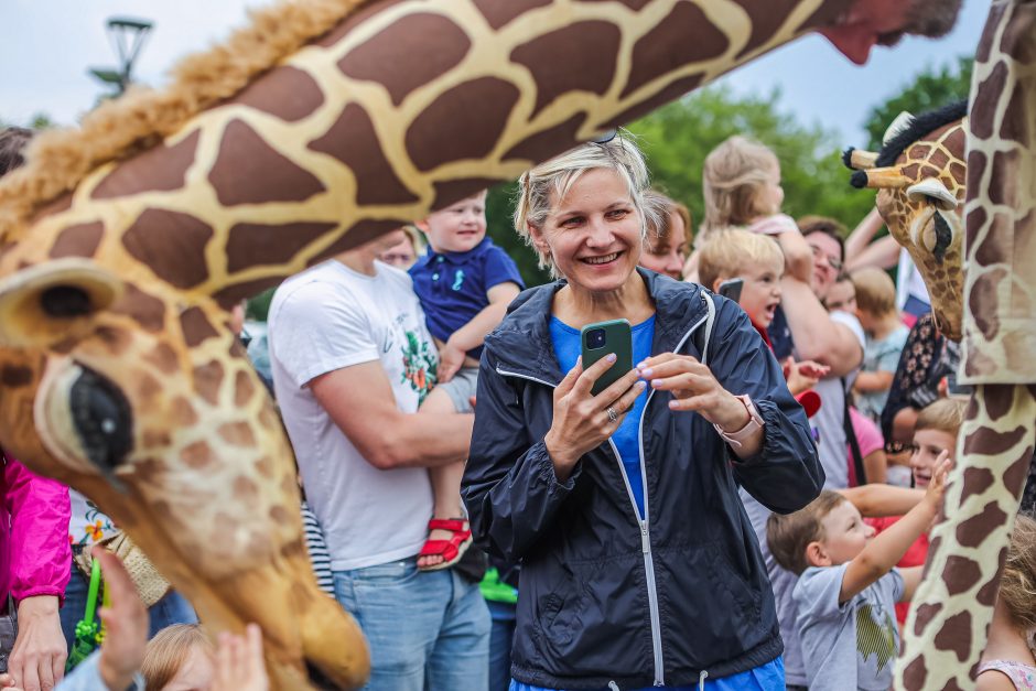 Žirafos atsibeldė iki Kauno pilies