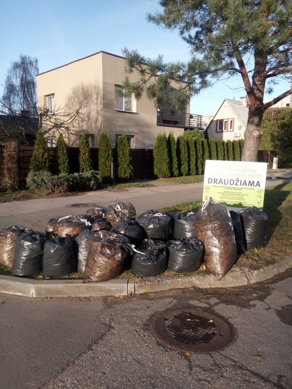 Lapkritis įsibėgėja, baigia nukristi paskutiniai medžių lapai – kur juos dėti