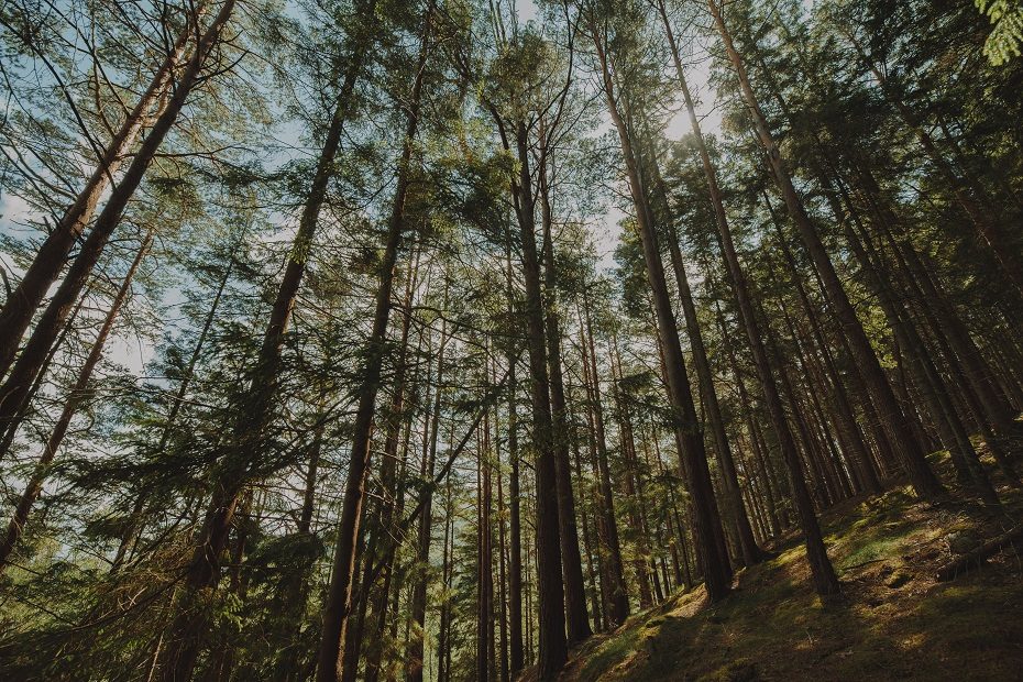 Valstybinių miškų urėdija į biudžetą papildomai perves 13,1 mln. eurų