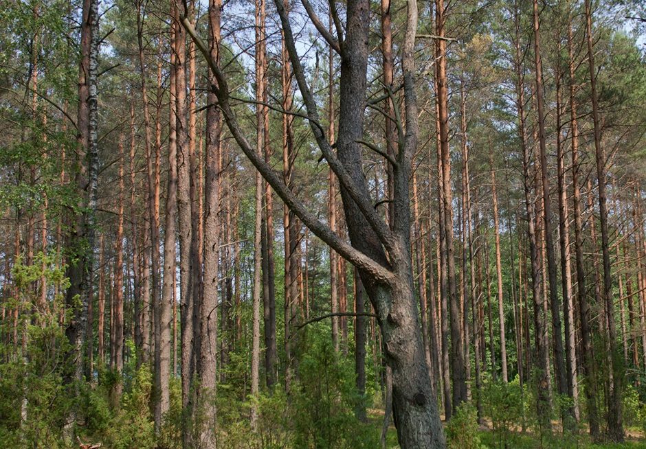 Punios šile sustabdyti aštuoni plynieji sanitariniai kirtimai