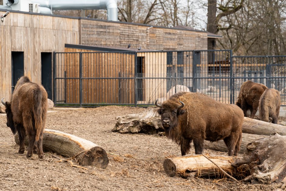 Zoologijos sode pristatyti zebrai