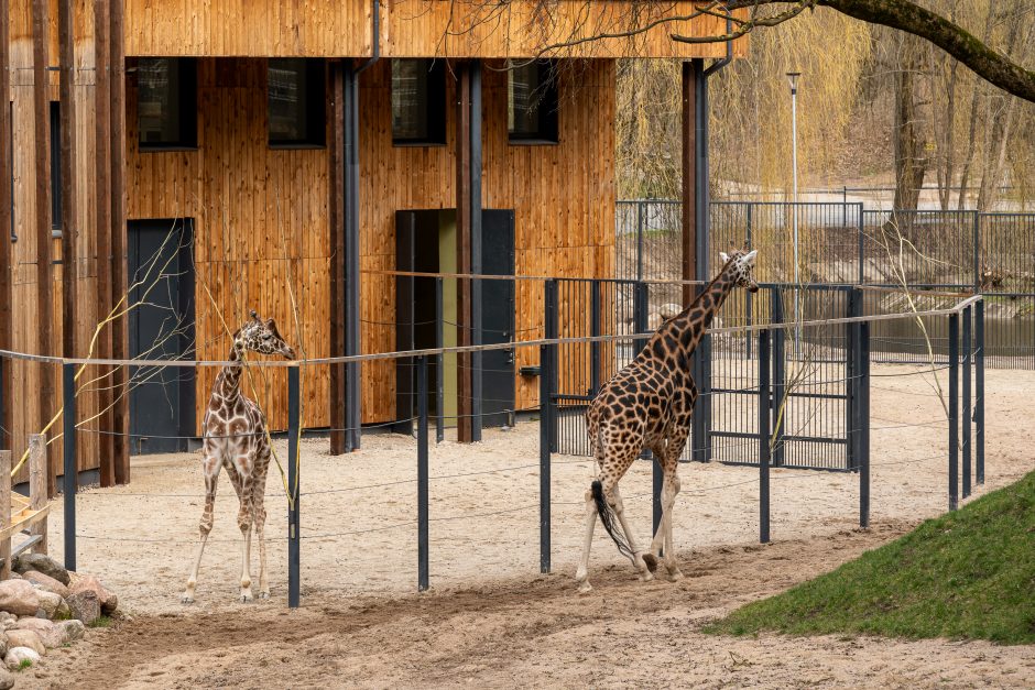 Zoologijos sode pristatyti zebrai