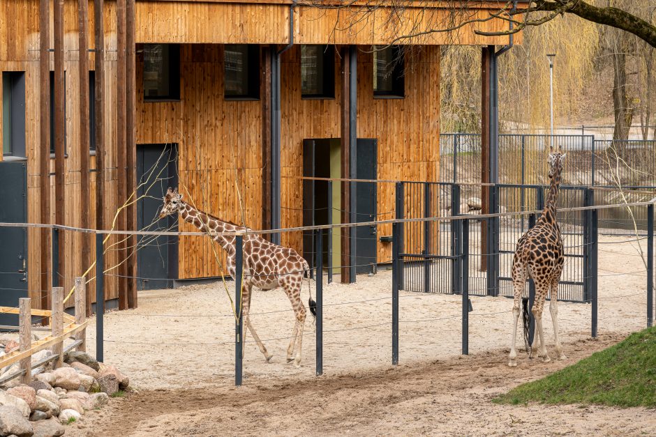 Zoologijos sode pristatyti zebrai