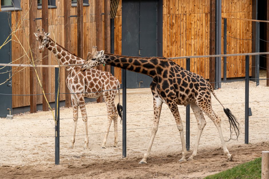 Zoologijos sode pristatyti zebrai