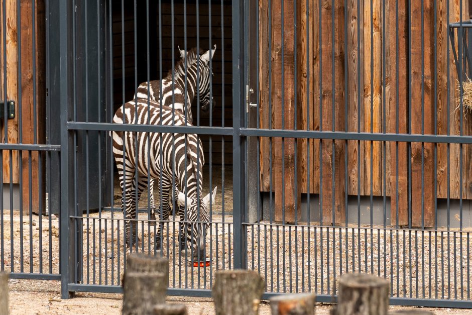 Zoologijos sode pristatyti zebrai