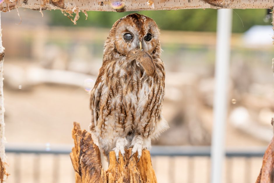 Lietuvos zoologijos sodas pirmą kartą po rekonstrukcijos švenčia gimtadienį