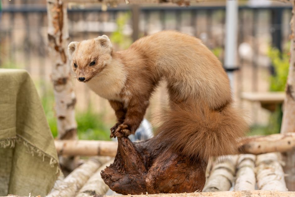 Lietuvos zoologijos sodas pirmą kartą po rekonstrukcijos švenčia gimtadienį