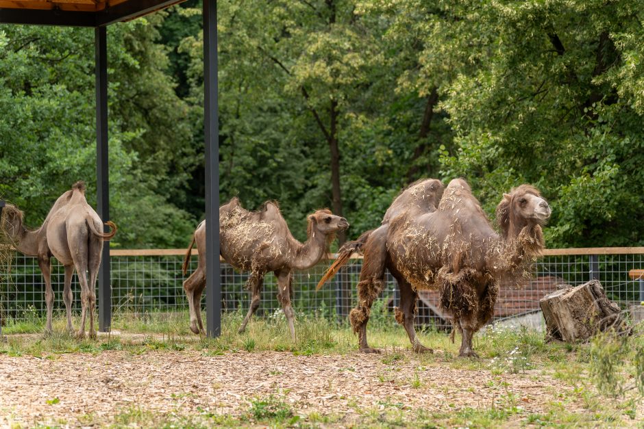 Lietuvos zoologijos sodas pirmą kartą po rekonstrukcijos švenčia gimtadienį