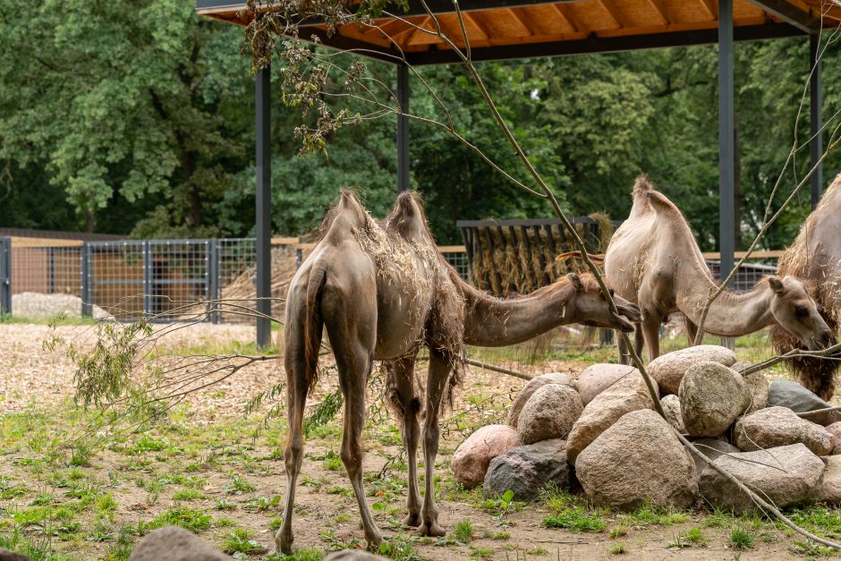 Lietuvos zoologijos sodas pirmą kartą po rekonstrukcijos švenčia gimtadienį