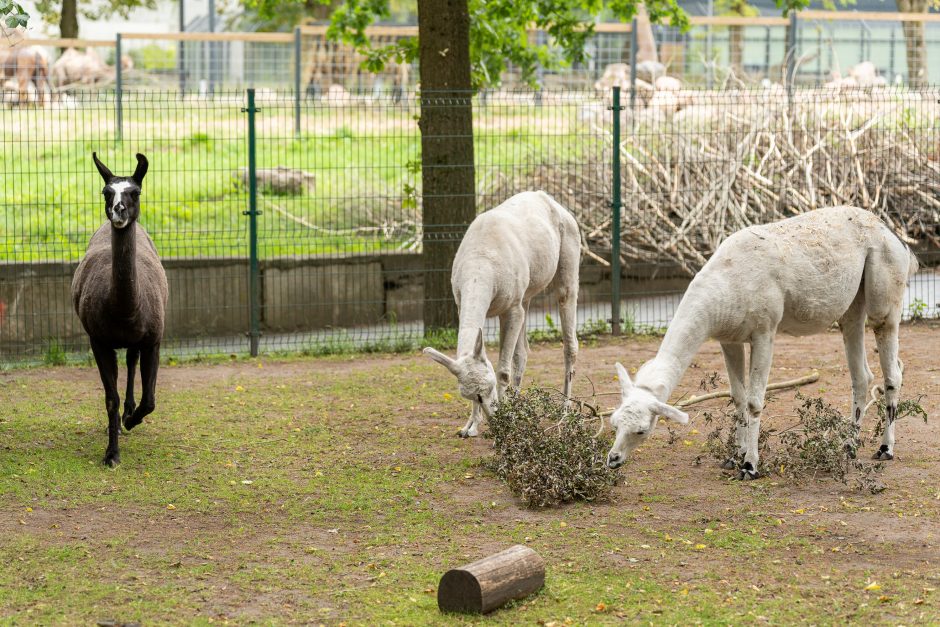 Lietuvos zoologijos sodas pirmą kartą po rekonstrukcijos švenčia gimtadienį