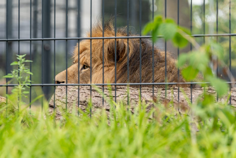 Lietuvos zoologijos sodas pirmą kartą po rekonstrukcijos švenčia gimtadienį