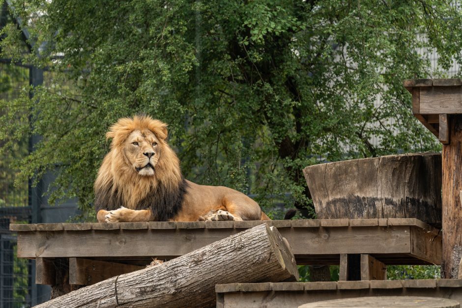 Lietuvos zoologijos sodas pirmą kartą po rekonstrukcijos švenčia gimtadienį