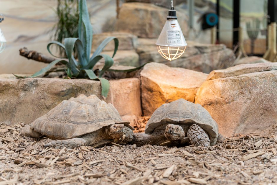 Lietuvos zoologijos sodas pirmą kartą po rekonstrukcijos švenčia gimtadienį