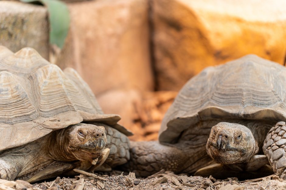 Lietuvos zoologijos sodas pirmą kartą po rekonstrukcijos švenčia gimtadienį