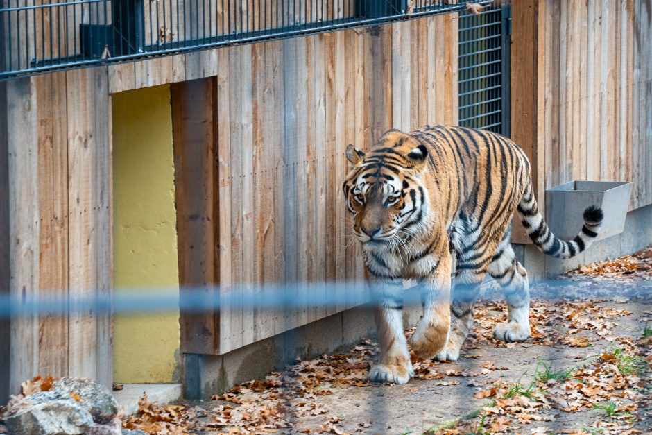 Pirmųjų Zoologijos sodo lankytojų įspūdžiai: gražu, tvarkinga, akį traukia egzotiniai gyvūnai