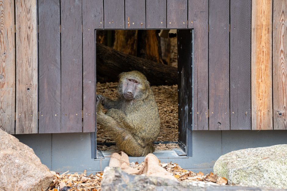 Pirmųjų Zoologijos sodo lankytojų įspūdžiai: gražu, tvarkinga, akį traukia egzotiniai gyvūnai