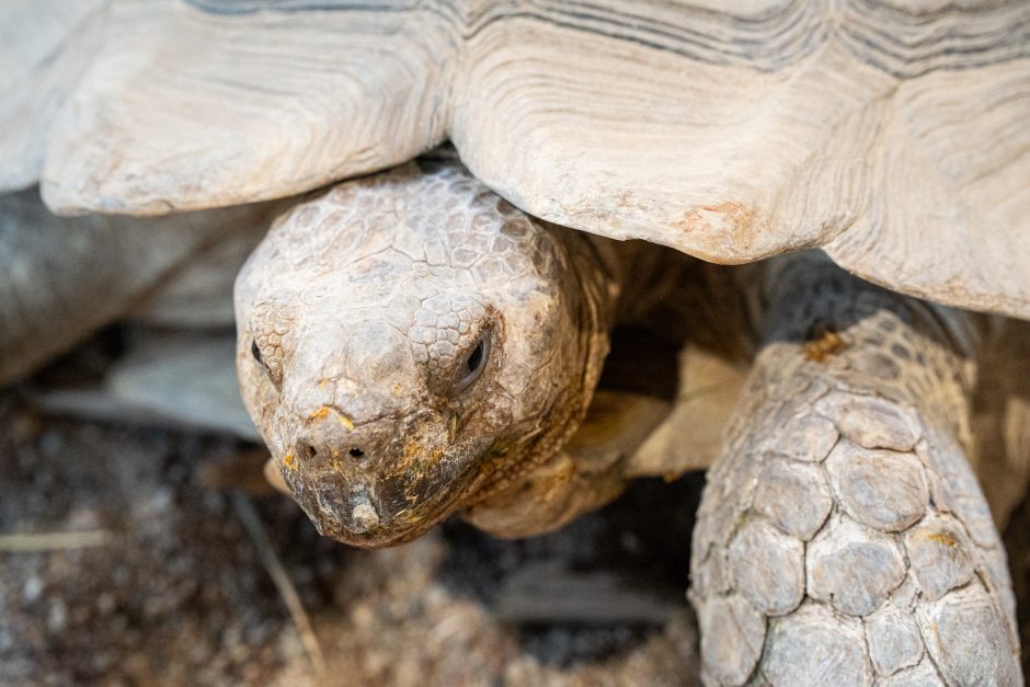 Pirmųjų Zoologijos sodo lankytojų įspūdžiai: gražu, tvarkinga, akį traukia egzotiniai gyvūnai