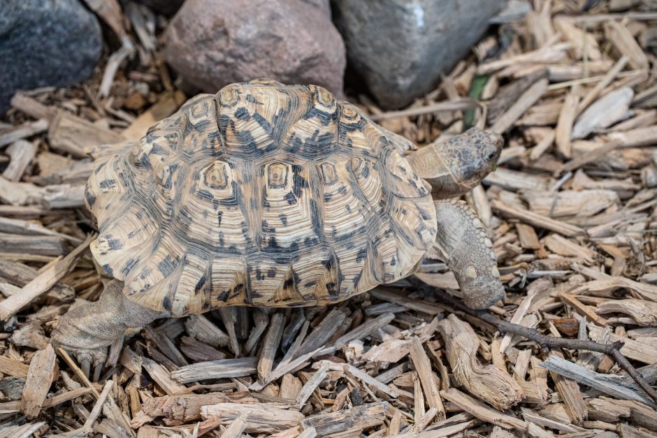 Pirmųjų Zoologijos sodo lankytojų įspūdžiai: gražu, tvarkinga, akį traukia egzotiniai gyvūnai