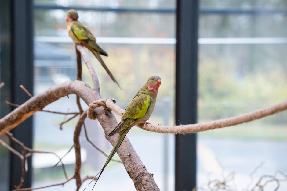 Pirmųjų Zoologijos sodo lankytojų įspūdžiai: gražu, tvarkinga, akį traukia egzotiniai gyvūnai