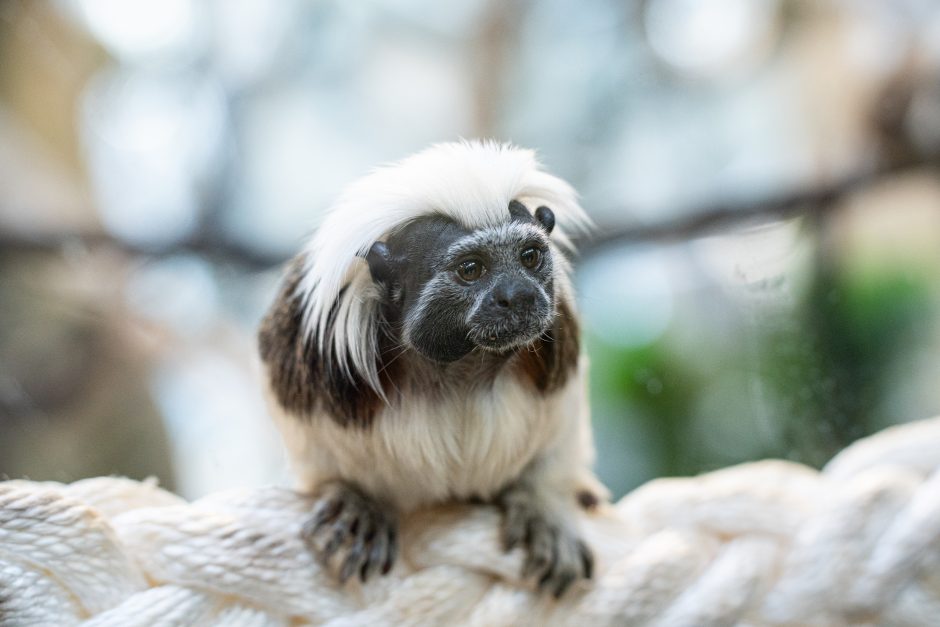 Pirmųjų Zoologijos sodo lankytojų įspūdžiai: gražu, tvarkinga, akį traukia egzotiniai gyvūnai