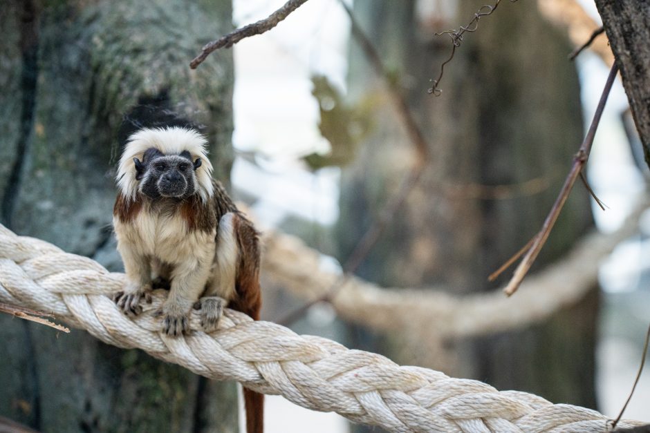 Pirmųjų Zoologijos sodo lankytojų įspūdžiai: gražu, tvarkinga, akį traukia egzotiniai gyvūnai