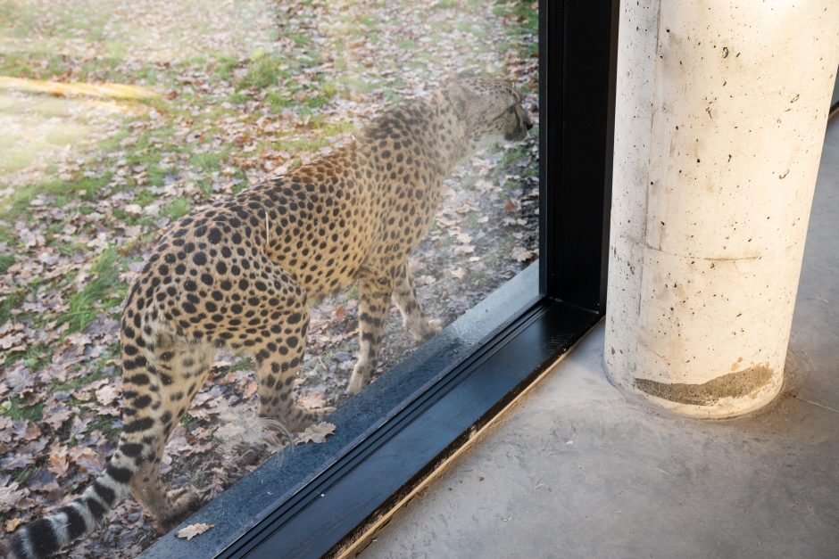 Pirmųjų Zoologijos sodo lankytojų įspūdžiai: gražu, tvarkinga, akį traukia egzotiniai gyvūnai