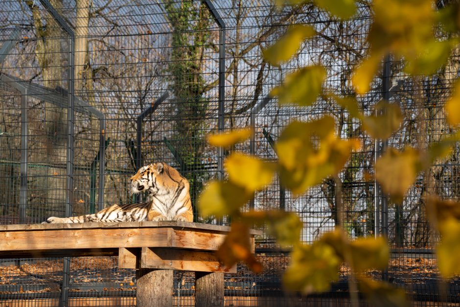 Pirmųjų Zoologijos sodo lankytojų įspūdžiai: gražu, tvarkinga, akį traukia egzotiniai gyvūnai