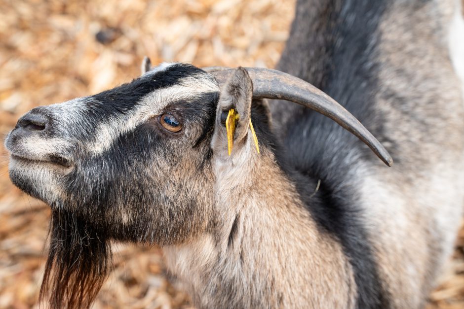 Pirmųjų Zoologijos sodo lankytojų įspūdžiai: gražu, tvarkinga, akį traukia egzotiniai gyvūnai