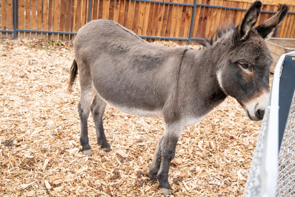 Pirmųjų Zoologijos sodo lankytojų įspūdžiai: gražu, tvarkinga, akį traukia egzotiniai gyvūnai