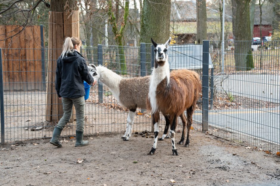 Pirmųjų Zoologijos sodo lankytojų įspūdžiai: gražu, tvarkinga, akį traukia egzotiniai gyvūnai