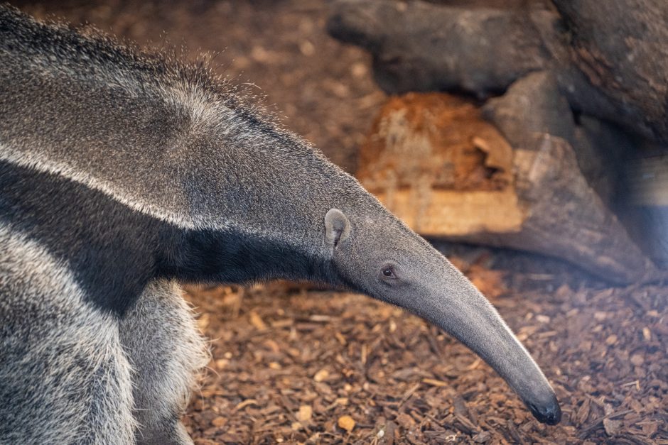 Pirmųjų Zoologijos sodo lankytojų įspūdžiai: gražu, tvarkinga, akį traukia egzotiniai gyvūnai