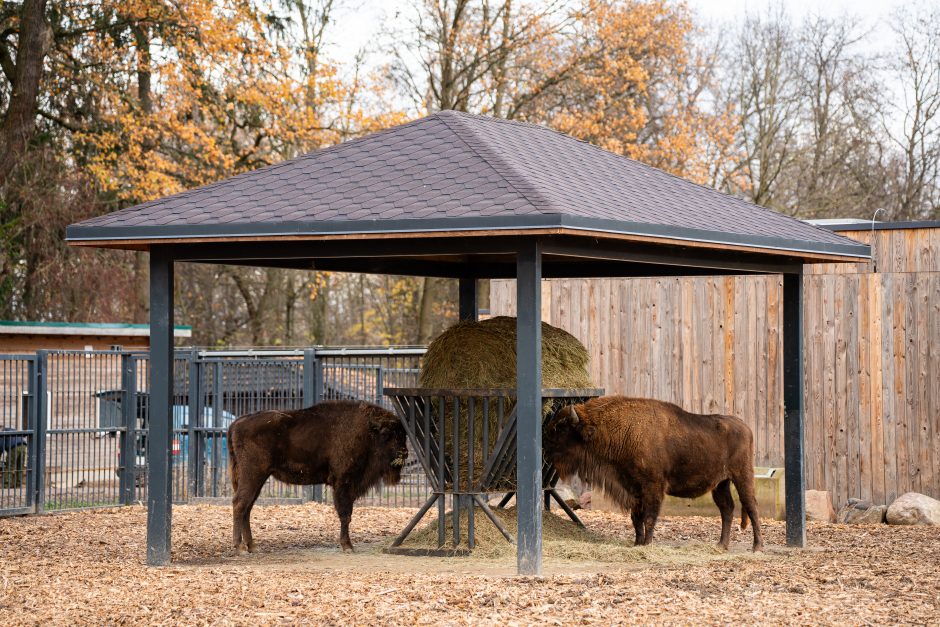 Pirmųjų Zoologijos sodo lankytojų įspūdžiai: gražu, tvarkinga, akį traukia egzotiniai gyvūnai