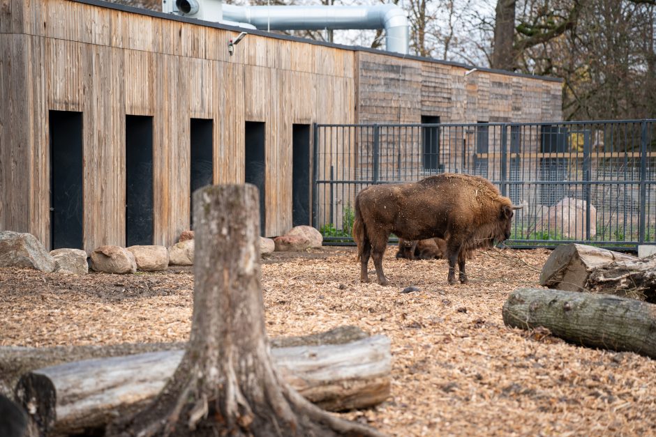 Pirmųjų Zoologijos sodo lankytojų įspūdžiai: gražu, tvarkinga, akį traukia egzotiniai gyvūnai