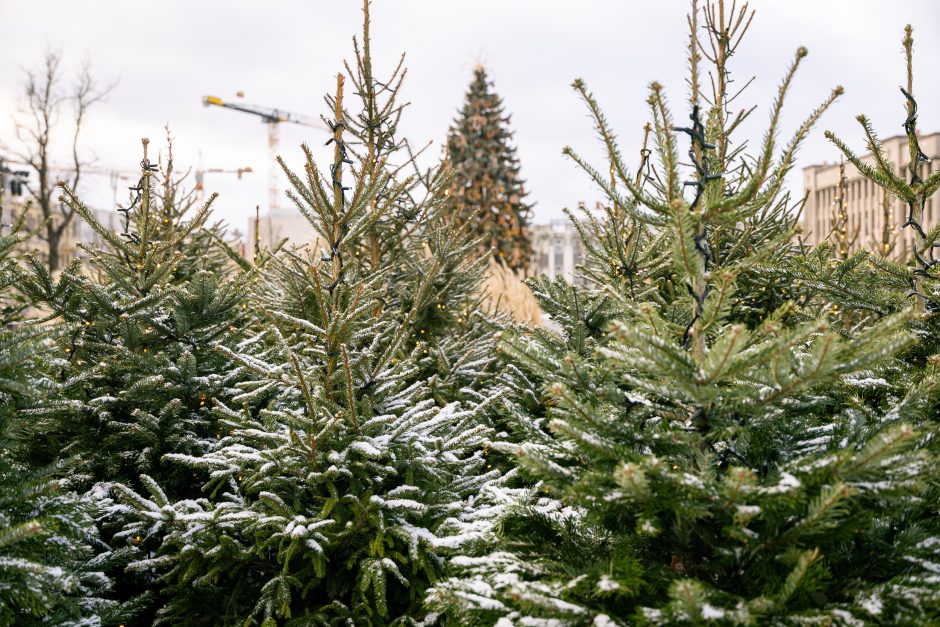 Paskubėkite: tai paskutinės dienos pasidžiaugti Kauno kalėdine eglute