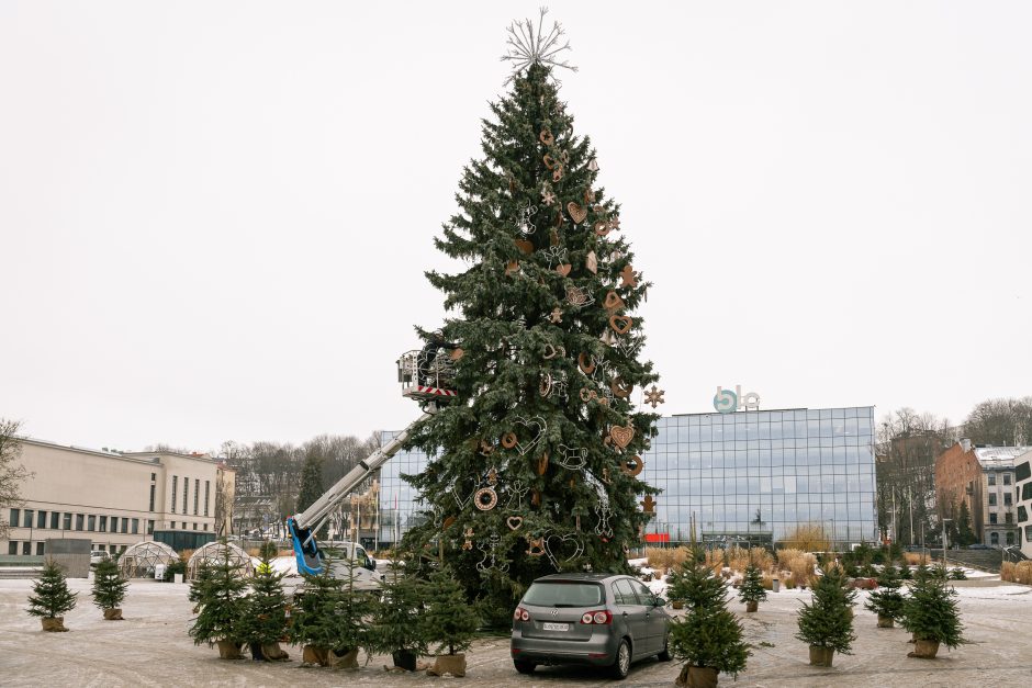 Nupuošiama Kauno kalėdinė eglė