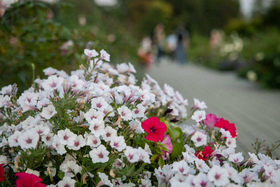 „Botaninės naktys 2024 – Bobų vasara“