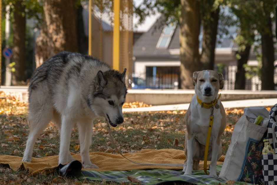 Pelėdų kalne – ypatingas piknikas: spalvų, nuotaikų ir veiklų įvairovė