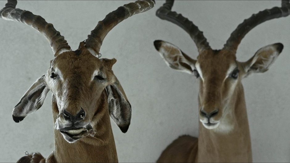 Filmas „Animus animalis“ grįžo iš „HotDocs“ festivalio Toronte