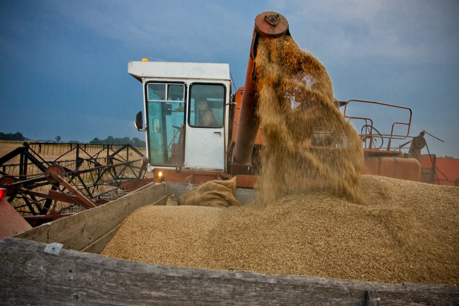 „Linas Agro Group“ negąsdina Egipto reikalavimai kviečiams