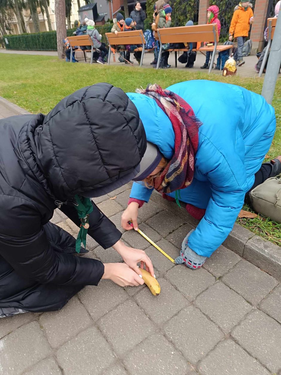 Neįprasta akcija Palangoje: skautai matavo kurorto alėją