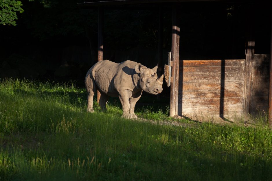 Įspūdinga juodojo raganosio kelionė į Afriką