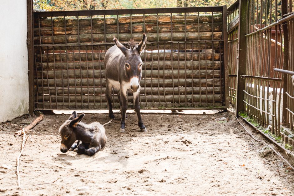 Zoologijos sodo jaunikliai: asiliukas ir zebriukas