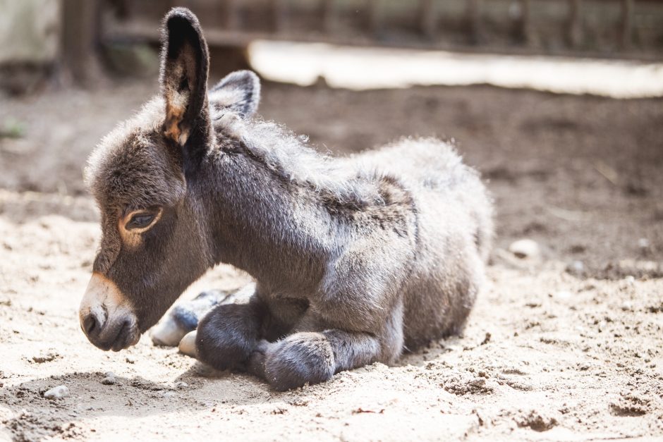 Zoologijos sodo jaunikliai: asiliukas ir zebriukas