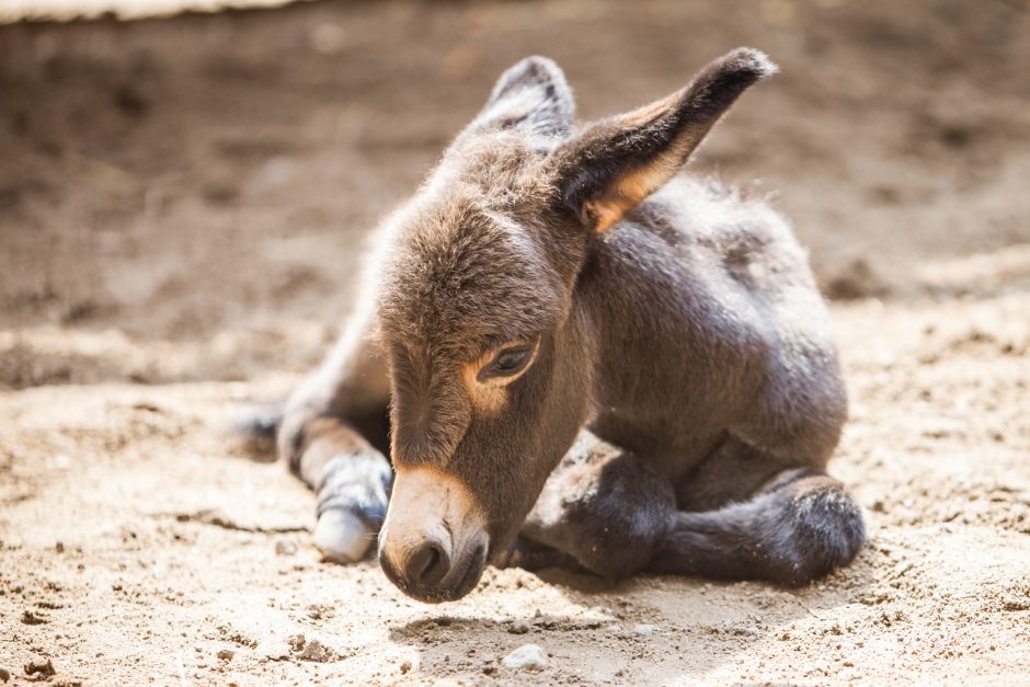 Zoologijos sodo jaunikliai: asiliukas ir zebriukas